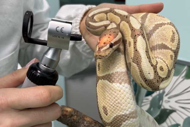 Il particolare lavoro degli esoticisti, i veterinari che curano gli animali "non convenzionali"
